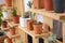 Beautiful small cactus pots in wooden shelf