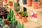 Beautiful small cactus pots in wooden shelf