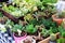 Beautiful small cactus pots in wooden shelf