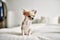 Beautiful small chihuahua puppy standing on the bed curious and happy, healthy cute babby dog at home