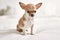 Beautiful small chihuahua puppy standing on the bed curious and happy, healthy cute babby dog at home