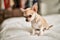 Beautiful small chihuahua puppy standing on the bed curious and happy, healthy cute babby dog at home