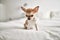 Beautiful small chihuahua puppy standing on the bed curious and happy, healthy cute babby dog at home