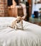 Beautiful small chihuahua puppy standing on the bed curious and happy, healthy cute babby dog at home