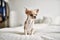 Beautiful small chihuahua puppy standing on the bed curious and happy, healthy cute babby dog at home