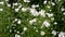 Beautiful small chrysanthemums swing in the wind. A Daisy Bush grows in a meadow