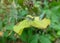 Beautiful small damselfly sitting on the leaf of the plant