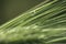 Beautiful small dews on leaves and flowers