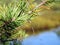 Beautiful small dragonfly on pine tree branch, Lithuania