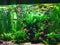 Beautiful small fishes in the aquarium with seaweed close by