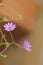 Beautiful small flowered geranium