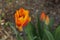 Beautiful small flowers of colors orange