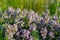 Beautiful small flowers of thyme purple color close up