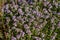 Beautiful small flowers of thyme purple color close up