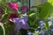 Beautiful small garden on the balcony. Violet flower of platycodon grandiflorus with four petals and pink blooming petunia