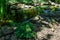 Beautiful small garden pond with frog-shaped fountain and stone shores. Original creeping Juniperus Procumbens Nana on stones by p