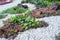 Beautiful small gravel garden, decorated with white shell, brown stone, colorful ground cover plant and green shrub