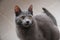 Beautiful small gray kitten head portrait indoor