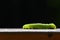 Beautiful small green caterpillar. Macro shot of insects.