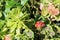 Beautiful Small Green and Red Cactus Plants and Other Plants