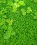 Beautiful small green trees on bright green moss plants background.