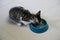Beautiful small kitten is sitting on the floor and eating food