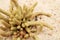 Beautiful Small Mammillaria elongata cactus plant for background