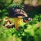 Beautiful small mushroom in the forest with colorful natural background. Collecting edible mushrooms.