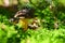 Beautiful small mushroom in the forest with colorful natural background. Collecting edible mushrooms.