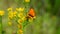 Beautiful small orange butterfly scarce copper (Lycaena Virgaureae) sits on meadow flowers
