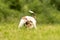 Beautiful small Parson Russell Terrier follows a good smelling trail in spring on a meadow