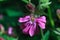 Beautiful small pink flower photographed in macro mode