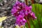 Beautiful small purple flower on a stem and blurry background