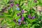 Beautiful small purple flowers of Lathyrus vernus