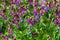 Beautiful small purple flowers of Lathyrus vernus