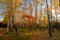 Beautiful small red leaves tree in birch grove at sunny autumn morning