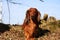 A beautiful small red long haired teckel is standing in the garden