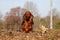 A beautiful small red long haired teckel is standing in the garden