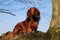 A beautiful small red longhaired dachshound is standing in the garden