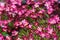 Beautiful small red moss blooms after the rain, natural floral background, small depth of field