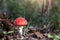 Beautiful small red and white fly agaric poisonous musroom in deep magic forest. Fairy tale scenic view of toadstool