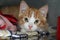 Beautiful small red and white kitten head portrait