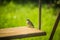 A beautiful small singing bird feeding and singing in the backyard.