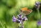 A beautiful Small Skipper Butterfly Thymelicus sylvestris nectaring on a pretty lavender flower.