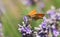 A beautiful Small Skipper Butterfly Thymelicus sylvestris nectaring on a pretty lavender flower.