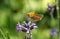 A beautiful Small Skipper Butterfly Thymelicus sylvestris nectaring on a pretty lavender flower.