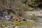 A beautiful small stream is littered with a bunch of garbage, empty bottles, cellophane bags, plastic cans