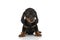 Beautiful small teckel dachshund dog sitting in front of white background