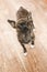 Beautiful small tiger Chihuahua looking at camera on blurred background. Brown and black smooth fur dog standing on brown floor.