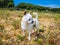 Beautiful Small white chihuahua it the park in Portugal